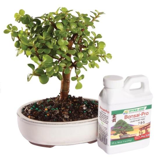 Bonsai Zeytin Ağacı