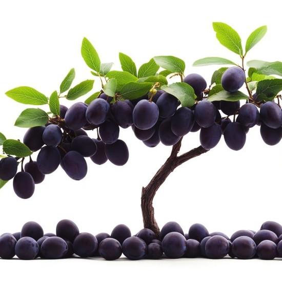 Bonsai Zeytin Ağacı