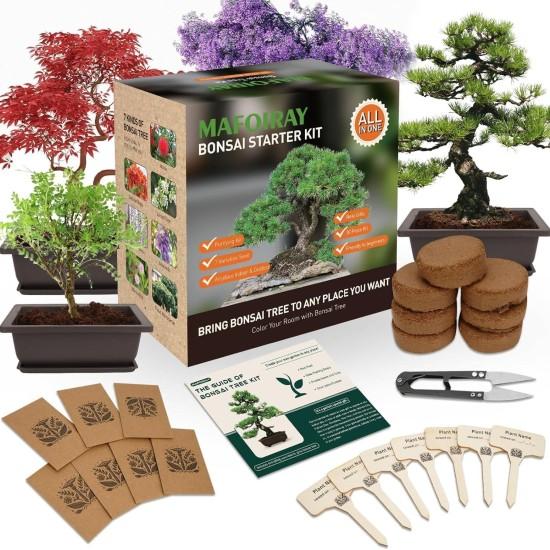Bonsai Zeytin Ağacı