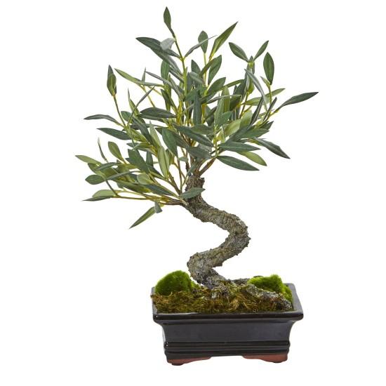Bonsai Zeytin Ağacı