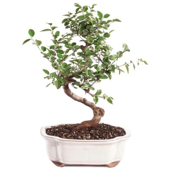 Bonsai Zeytin Ağacı