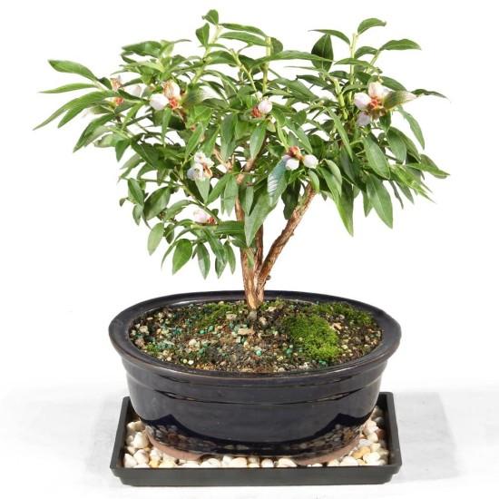 Bonsai Zeytin Ağacı