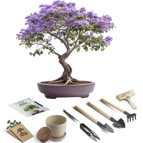 Bonsai Zeytin Ağacı