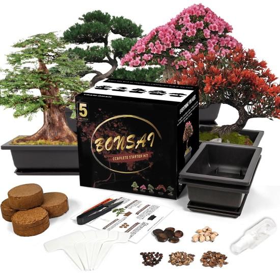 Bonsai Zeytin Ağacı