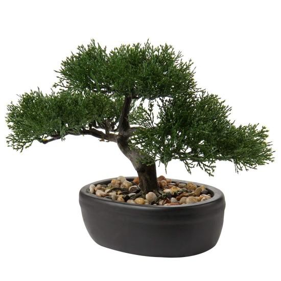 Bonsai Zeytin Ağacı