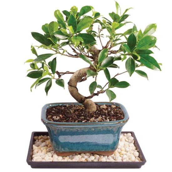 Bonsai Zeytin Ağacı