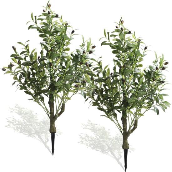 Bonsai Zeytin Ağacı