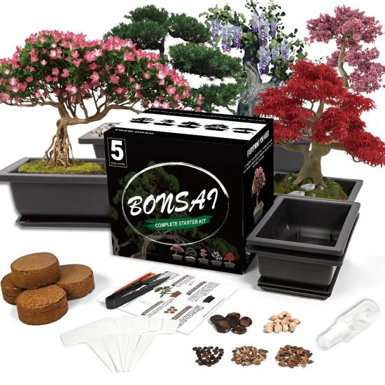 Bonsai Zeytin Ağacı