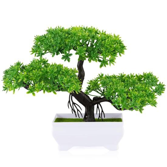 Bonsai Zeytin Ağacı