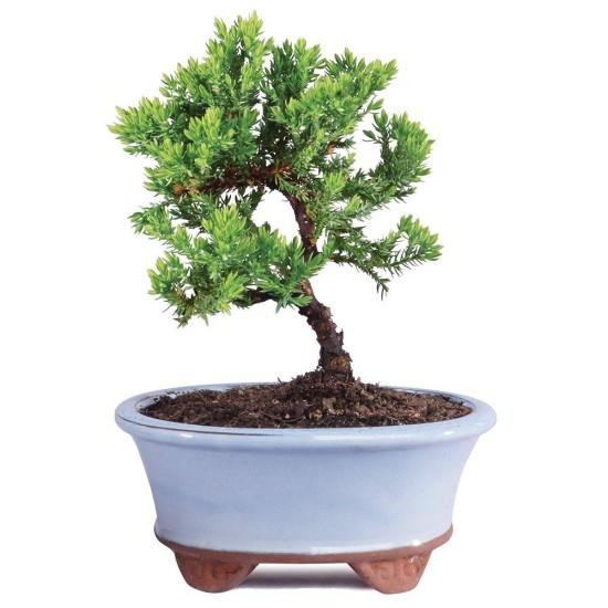 Bonsai Zeytin Ağacı