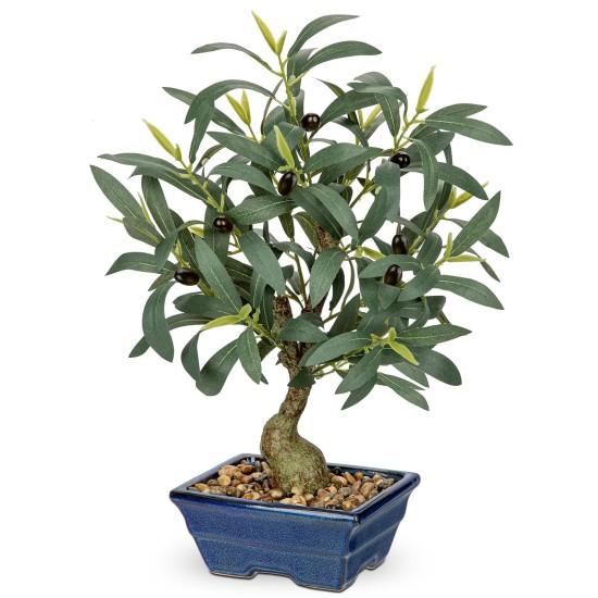 Bonsai Zeytin Ağacı