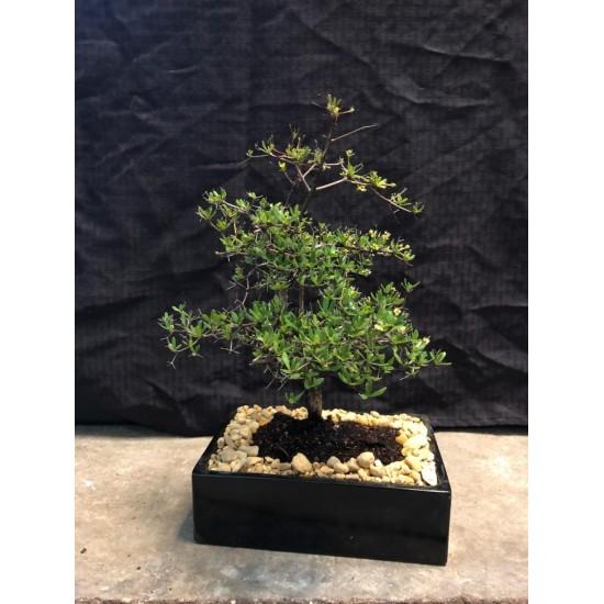 Bonsai Zeytin Ağacı