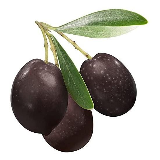 Bonsai Zeytin Ağacı