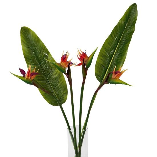 Büyük Yapraklı Çiçek