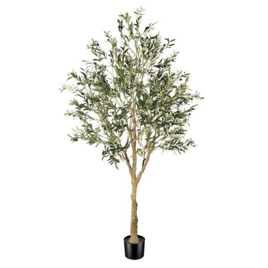 Dekoratif Zeytin Ağacı