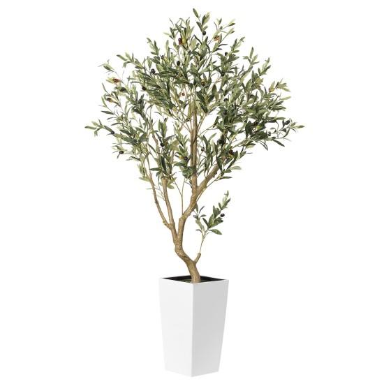 Dekoratif Zeytin Ağacı