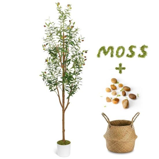 Dekoratif Zeytin Ağacı