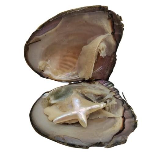 İstiridye Inci Dekor