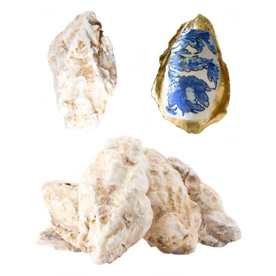 İstiridye Inci Dekor