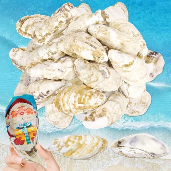 İstiridye Inci Dekor