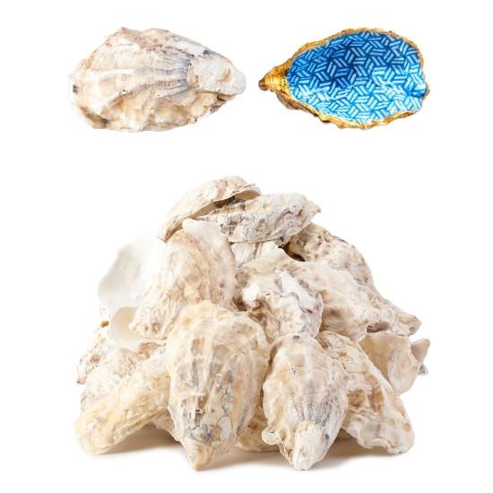 İstiridye Inci Dekor