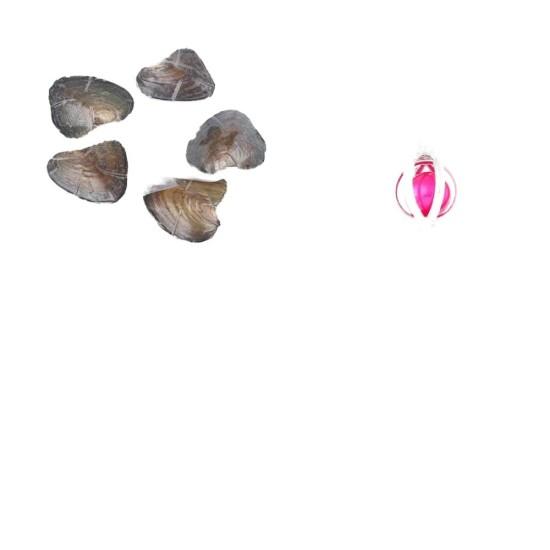 İstiridye Inci Dekor