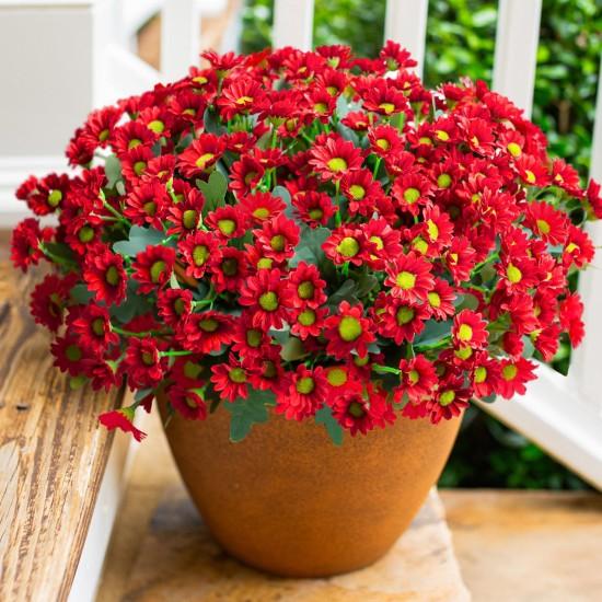 Kapı Önü Çiçekleri