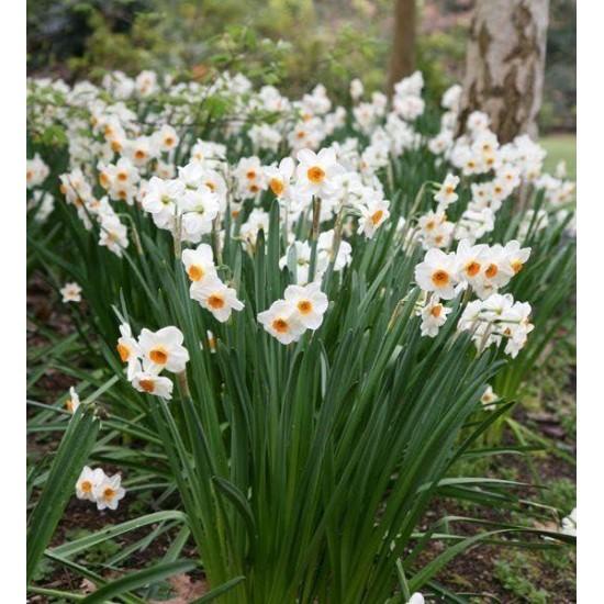 Nergis Çiçeği Buketi