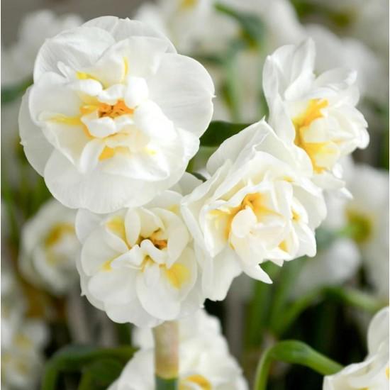 Nergis Çiçeği Buketi