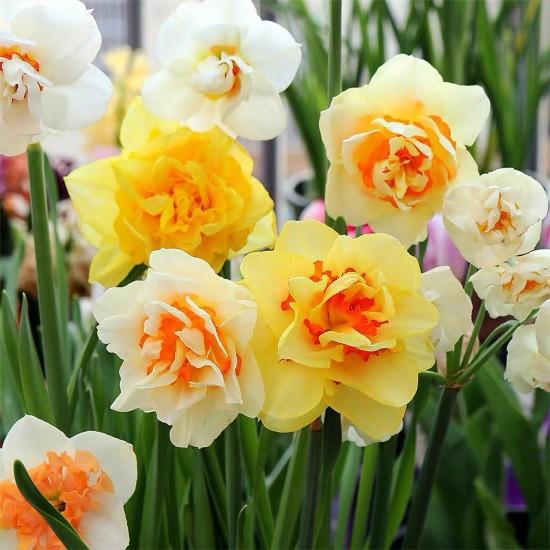 Nergis Çiçeği Buketi