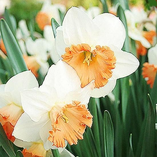 Nergis Çiçeği Buketi