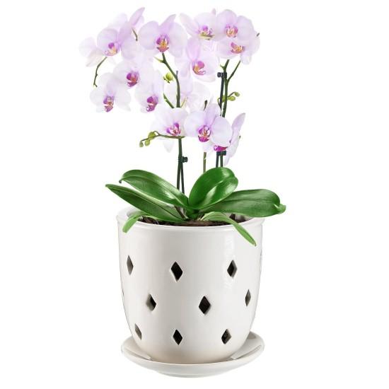 Orkide Vazosu