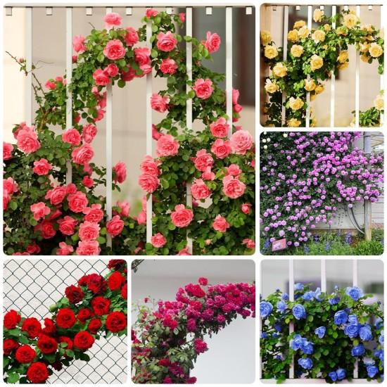 Yapay Sarmaşık Gül