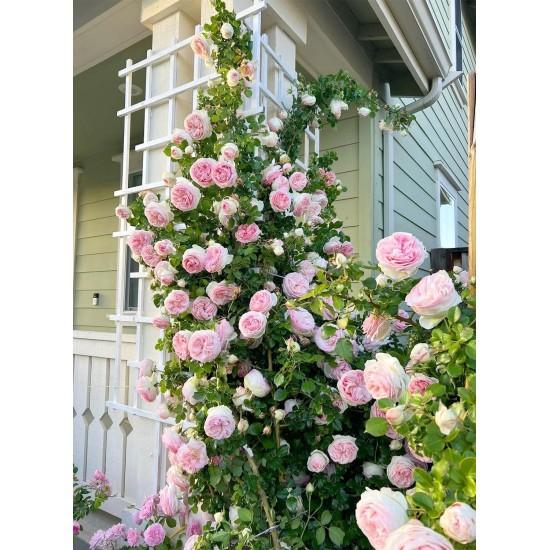 Yapay Sarmaşık Gül