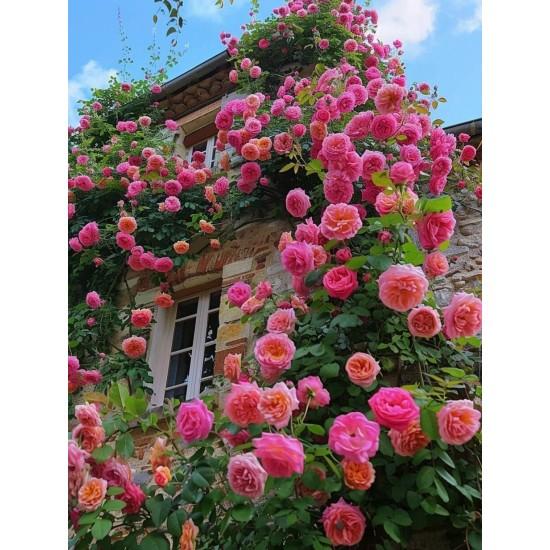 Yapay Sarmaşık Gül