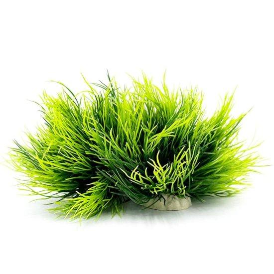 Yuvarlak Balıklar