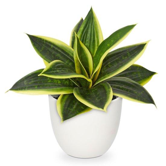 Deve Tabanı Yapay Çiçek