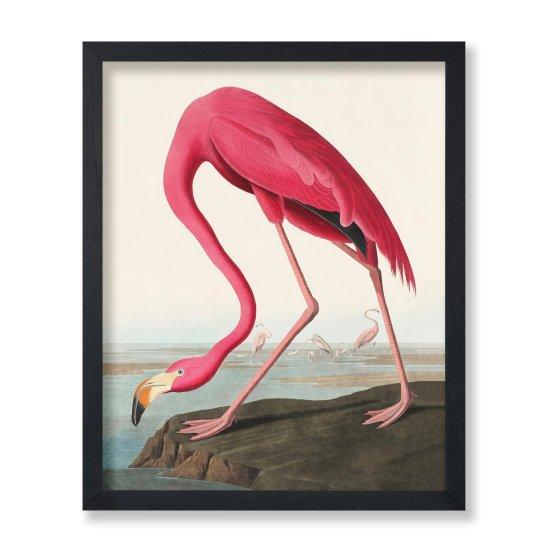 Flamingo Fotoğrafı