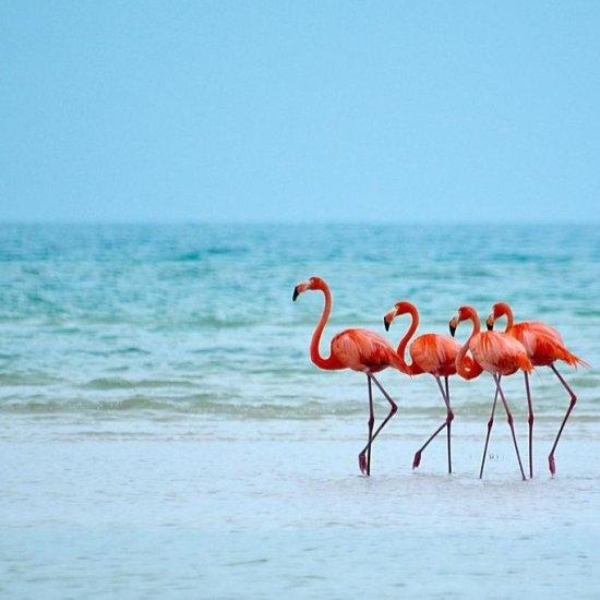 Flamingo Fotoğrafı