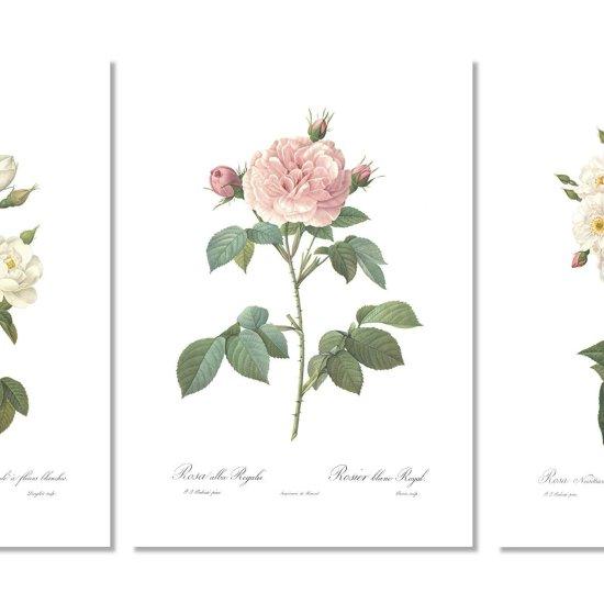 Gül Bahçeleri Resmi