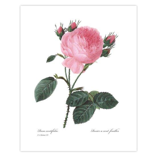 Gül Bahçeleri Resmi