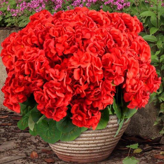 Kırmızı Sardunya Yapay