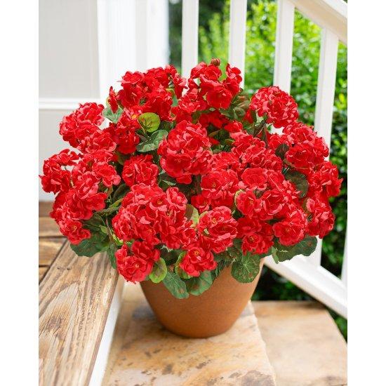 Kırmızı Sardunya Yapay