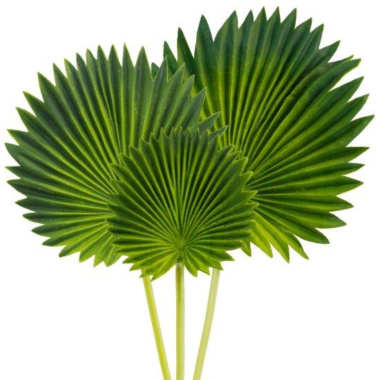 Kurutulmuş Palmiye Yaprağı