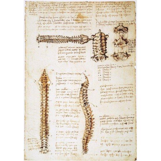 Leonardo Da Vinci Anatomist
