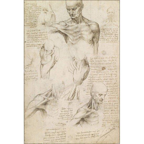Leonardo Da Vinci Anatomist