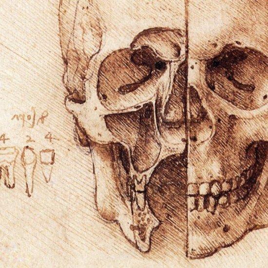 Leonardo Da Vinci Anatomist