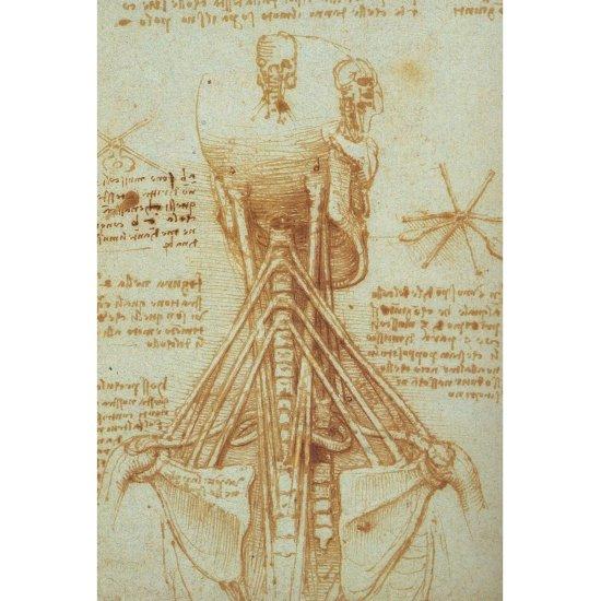 Leonardo Da Vinci Anatomist