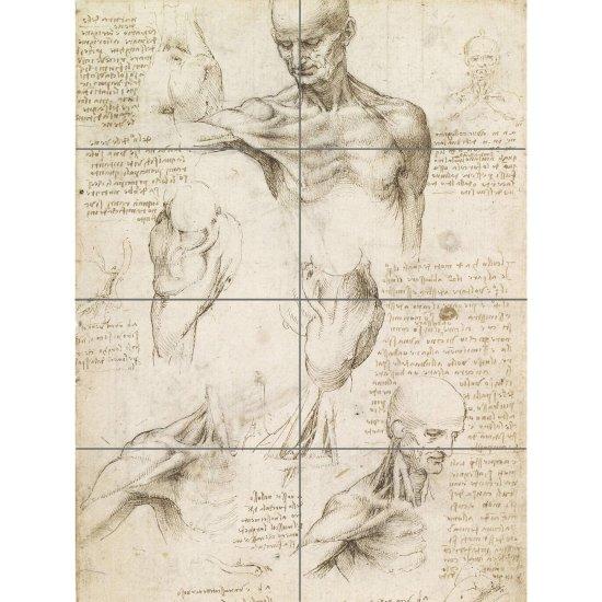 Leonardo Da Vinci Anatomist