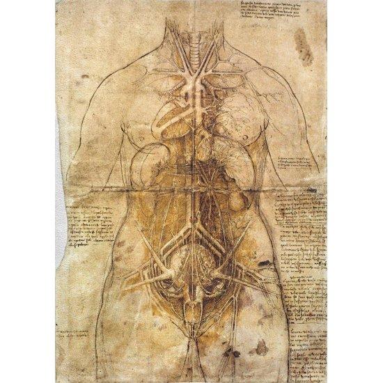 Leonardo Da Vinci Anatomist